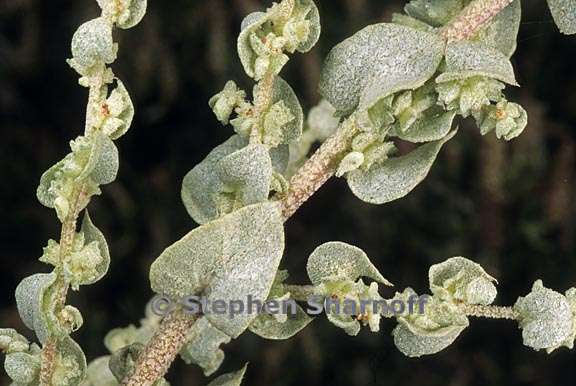 atriplex truncata 2 graphic